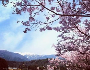 飯島の桜
